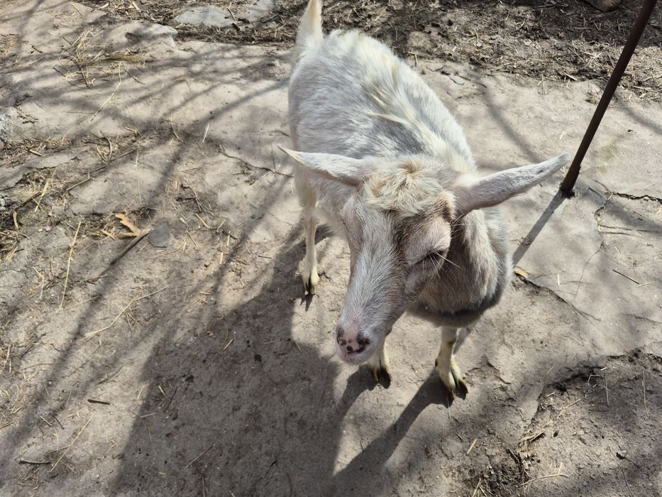 Продам  дійну  козу