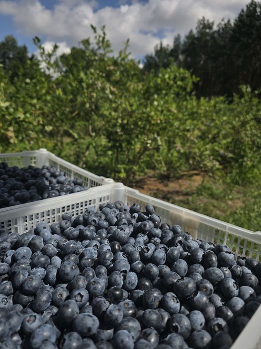 Borówka prosto z plantacji DOWOZIMY