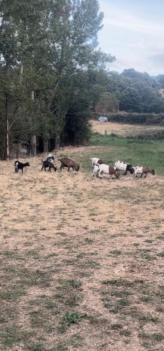 Vendo 4 cabras micro anas prenhas