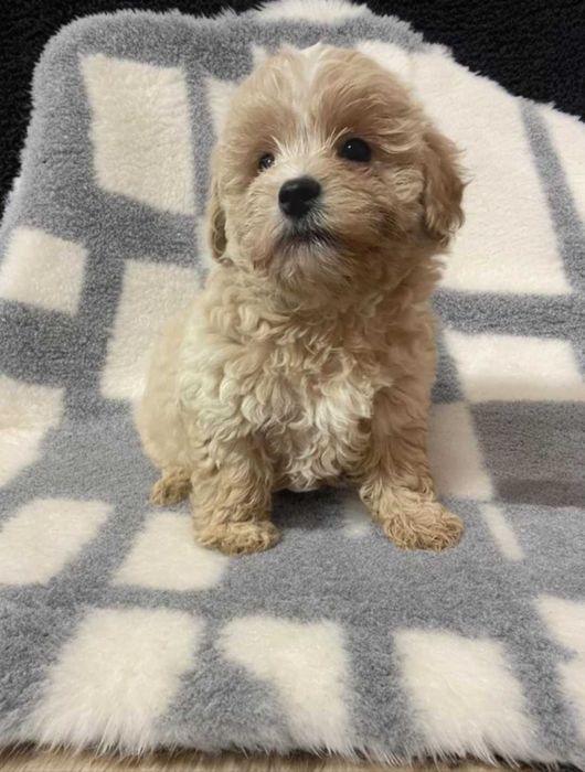 Нежно карамельный мальчик мальтипу.