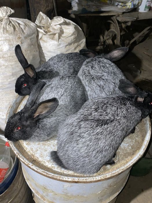 Самці Полтавського срібла ПС кролі,кролики