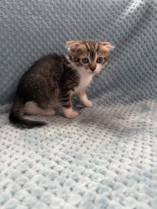 Продам висловухих кошенят
