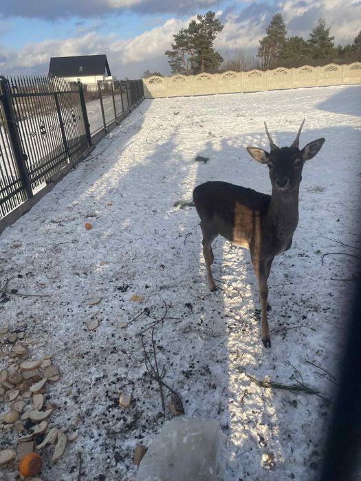 Sprzedam parę danieli