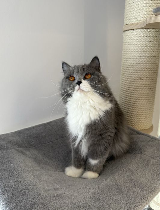 Kotka brytyjska krótkowłosa niebieska – opcja hodowlana