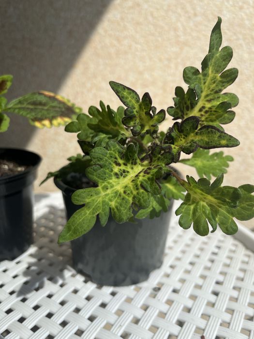 Колеуси. Гарно вкоріненні