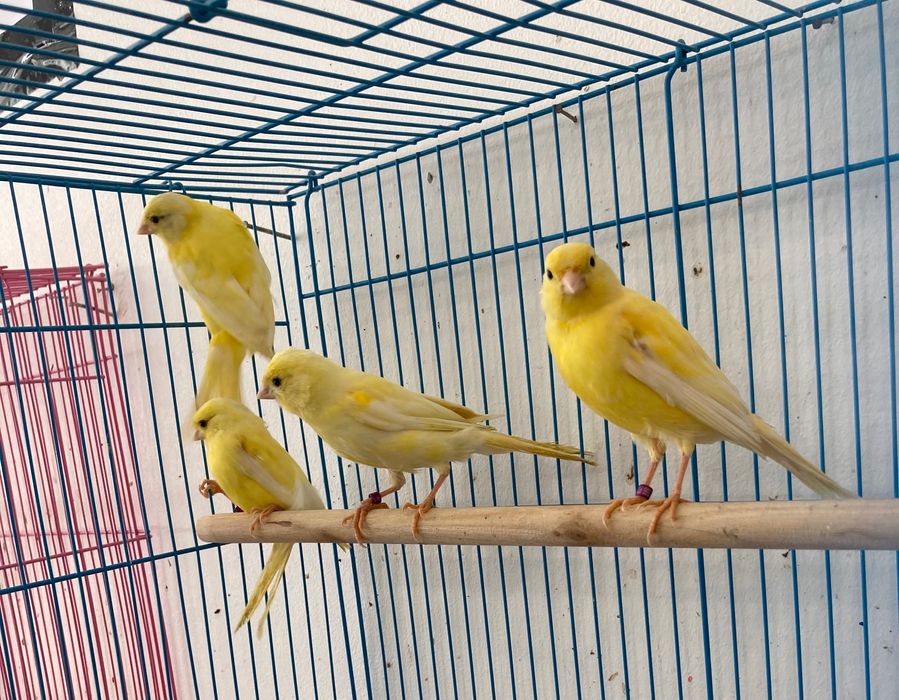 Canários Machos e Fêmeas ( Loja Especializada )