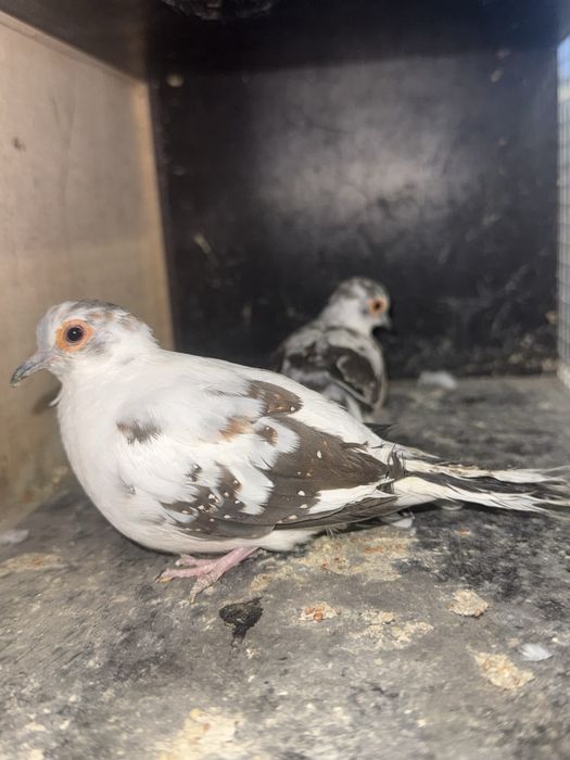 Gołąbki diamentowe szek czarny para