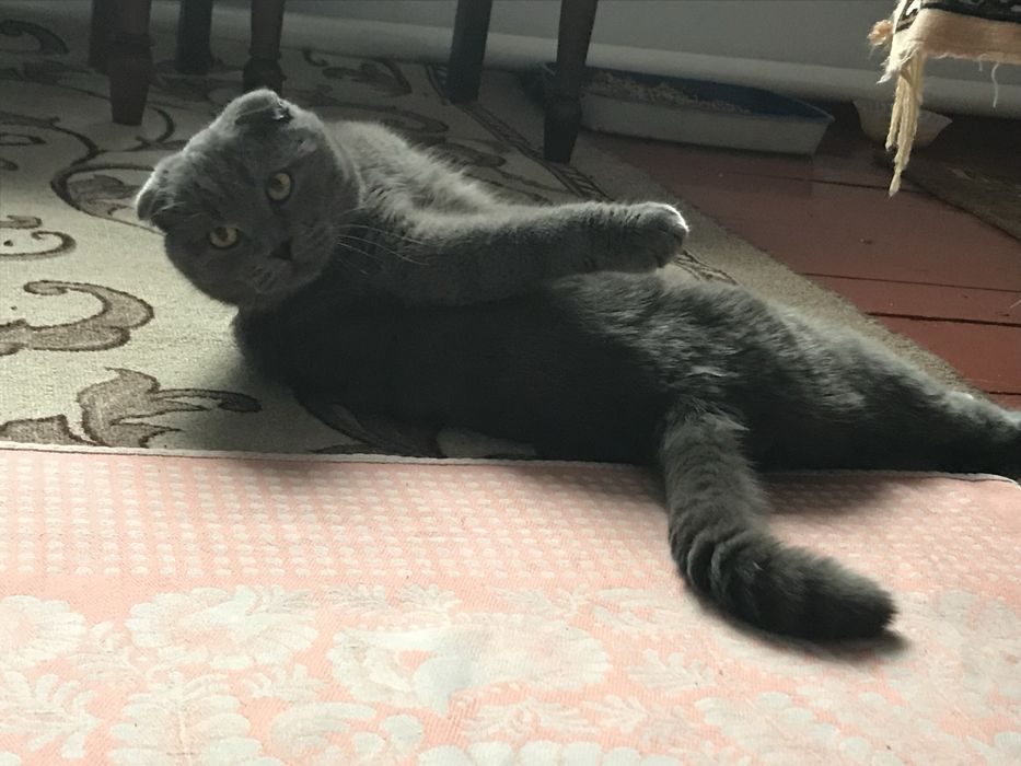 Висловухий кіт для вʼязки