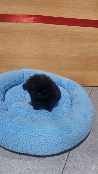 Pequinês preto macho