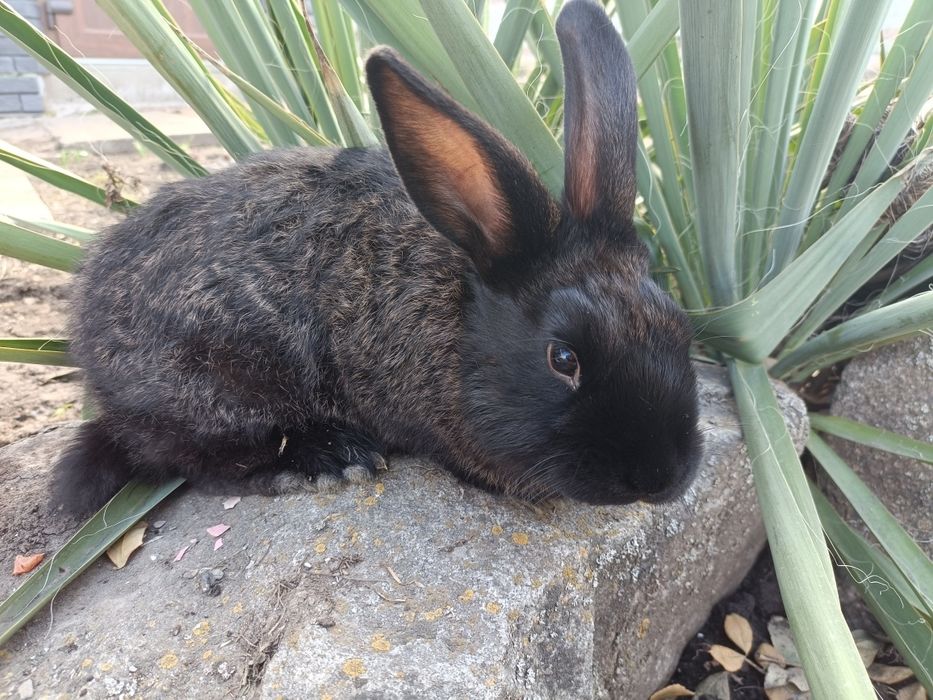 Продажа кролів...