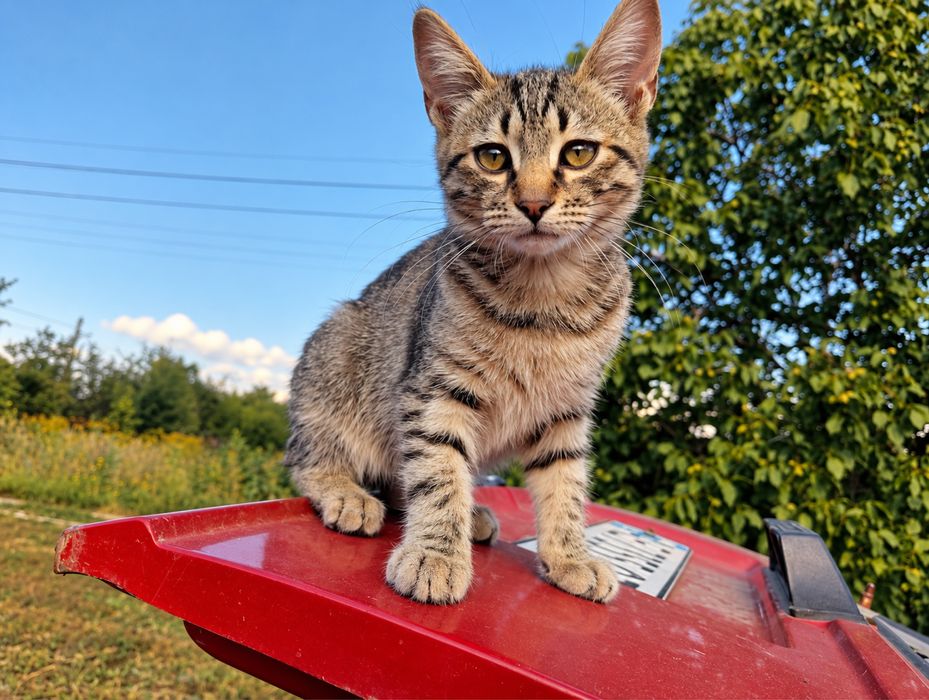 Котята, котики, коты