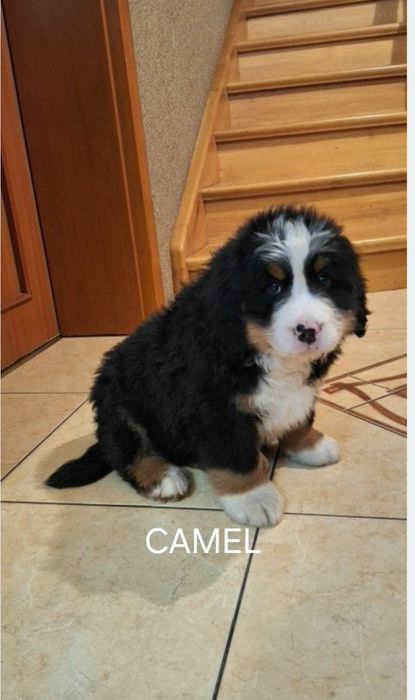 Berneński pies pasterski szczeniak.