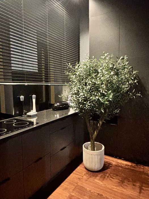 Gęsta oliwka na naturalnym pniu 170cm