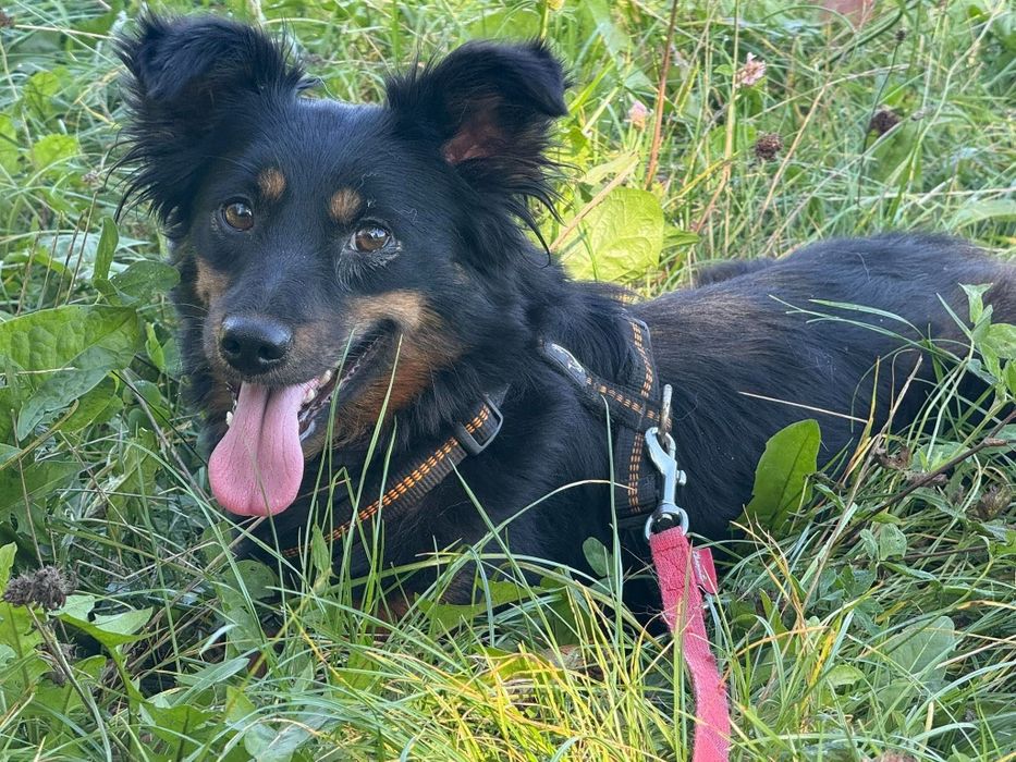 Madzia - 7,5 kg nieśmiałości i ogromnego potencjału