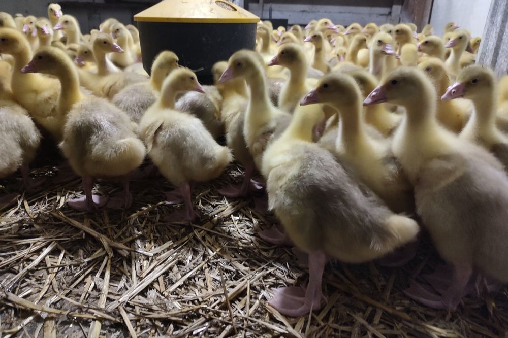 Gęś kołudzka 7 tygodniowe