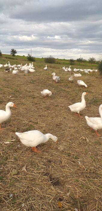 Продам живих гусей