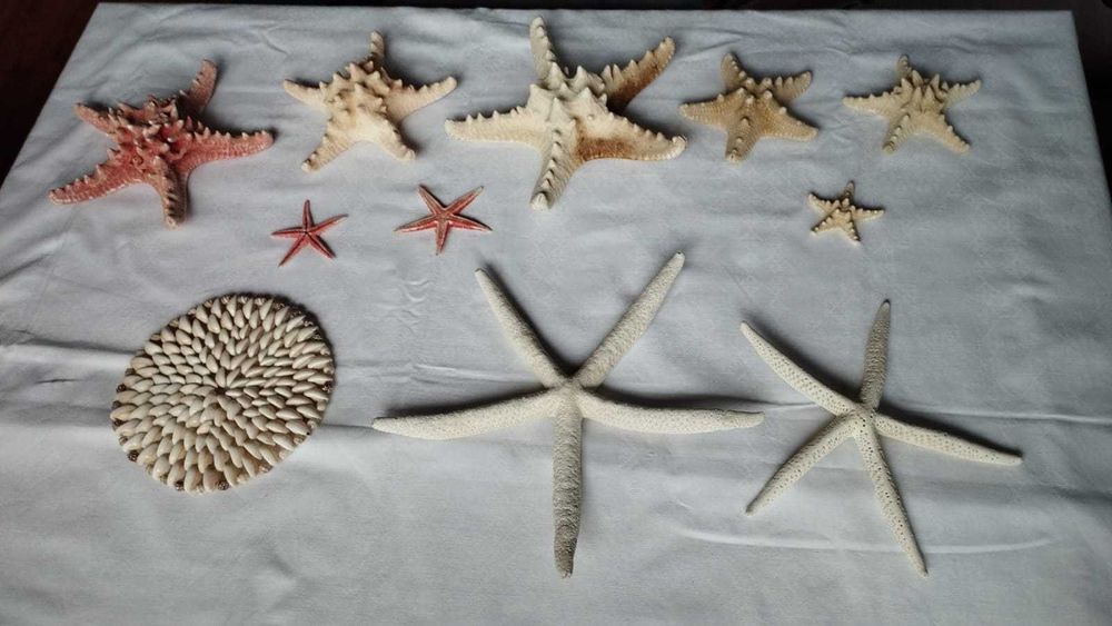 Zestaw rozgwiazd rozgwiazda suche + gratis