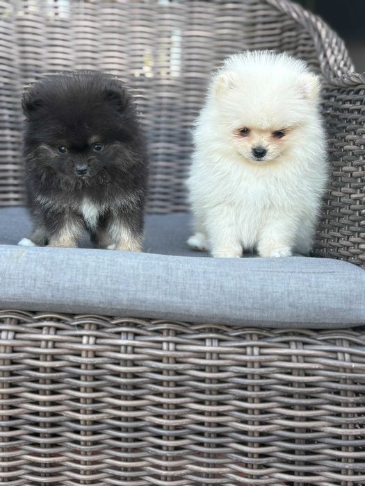 Szpic Pomeranian typ Boo śliczny piesek