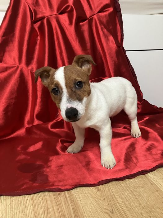 Jack Russell Terrier piesek