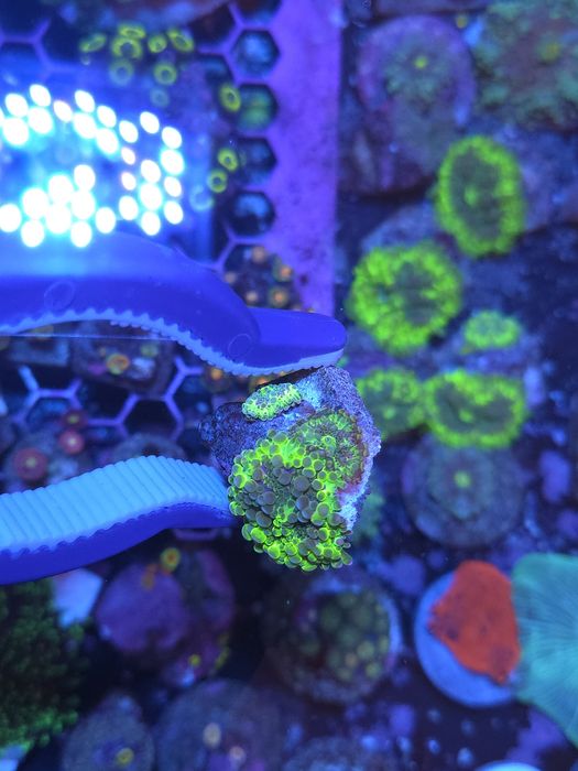 Ricordias, discossomas