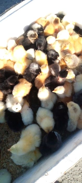 Продаються курчата циплята домашні