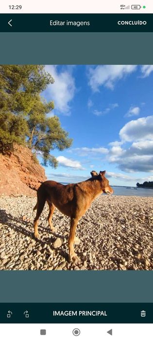 petsiting,housekeeping ,cleaning Algarve sagres/Portimão