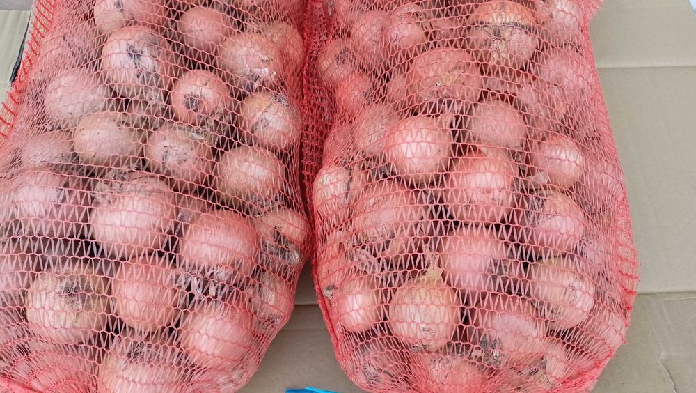 Cebula Centro sprzedam