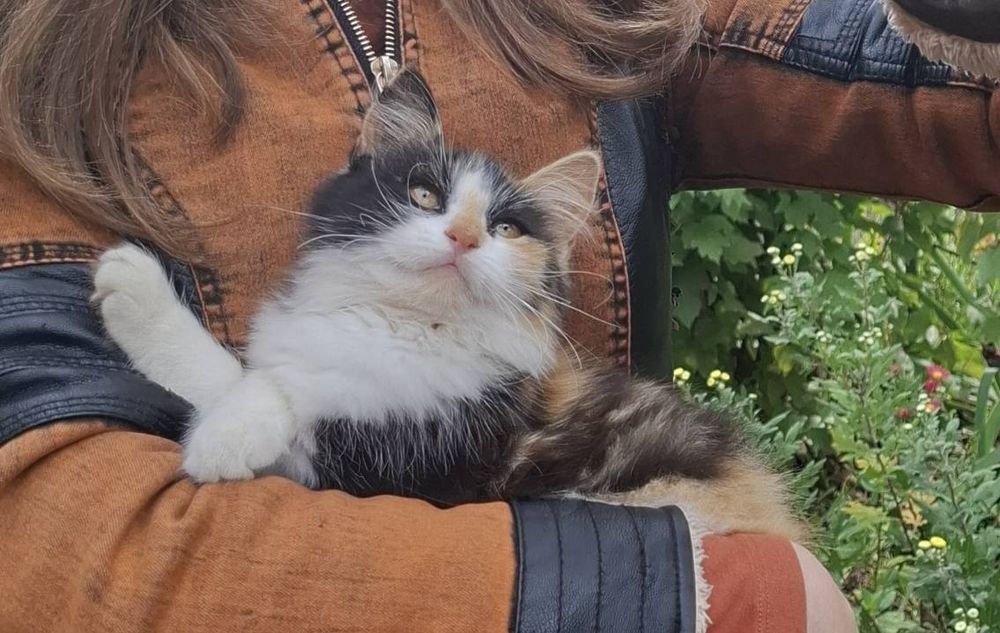 котята/кошенята/кошеня/котенок