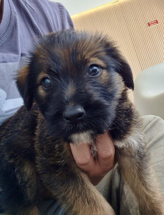 Cães bebés machos adoção responsável