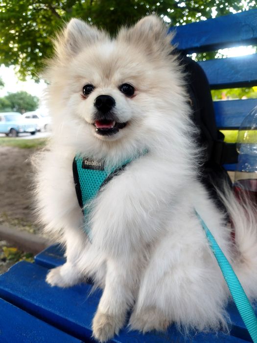 Вязка! Померанский шпиц