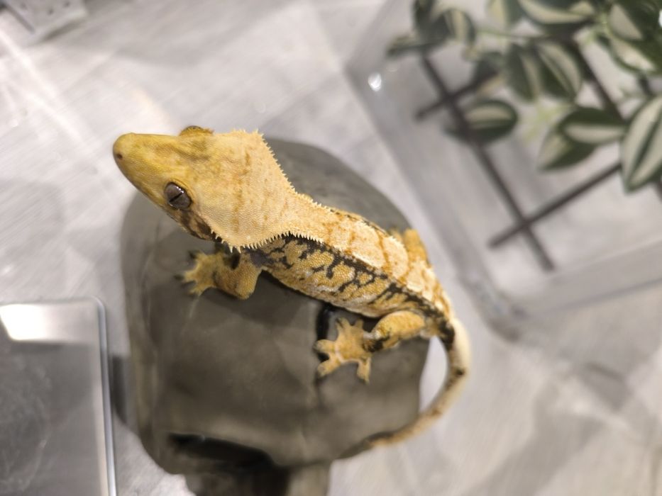 Gekon orzęsiony samiec