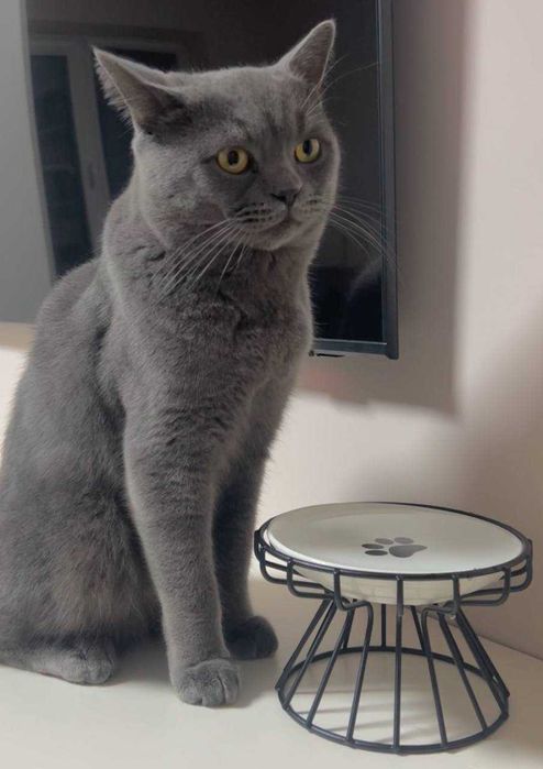 Прямовухий британець кіт для в’язки чекає на побачення