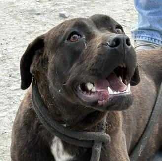 Serena Roczna suczka cane corso do adopcji