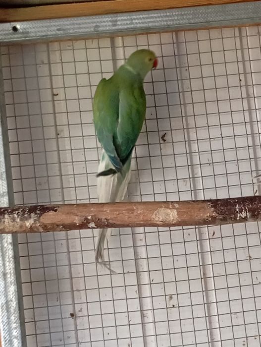 Samica aleksandretty gł-og 20r