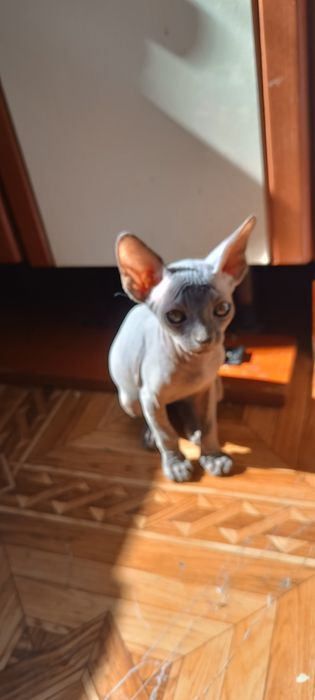 Продам котят сфинкс