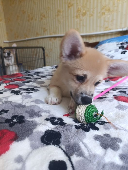 Дівчинка вельш коргі пемброк