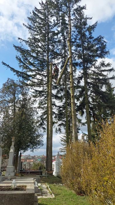Обрізка складних,важкодоступних дерев Львів та область