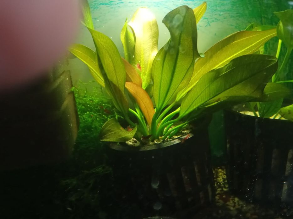 Roślin akwariowe - Echinodorus /Zabienice/  - Promocja