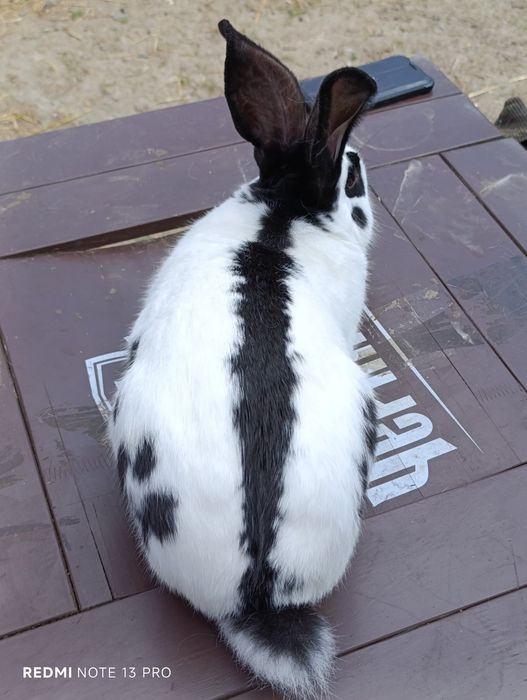 Продам кролів Термонці та Строкачі