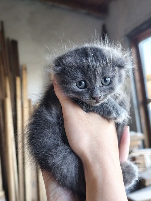 Висловухе кошеня