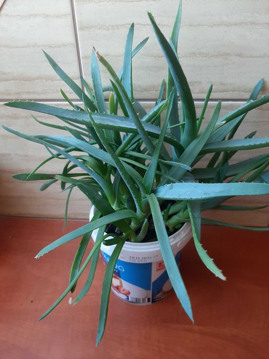 Sprzedam aloes leczniczy
