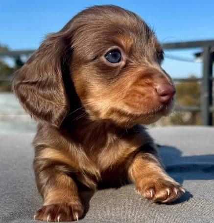 Teckel Puro pelo comprido