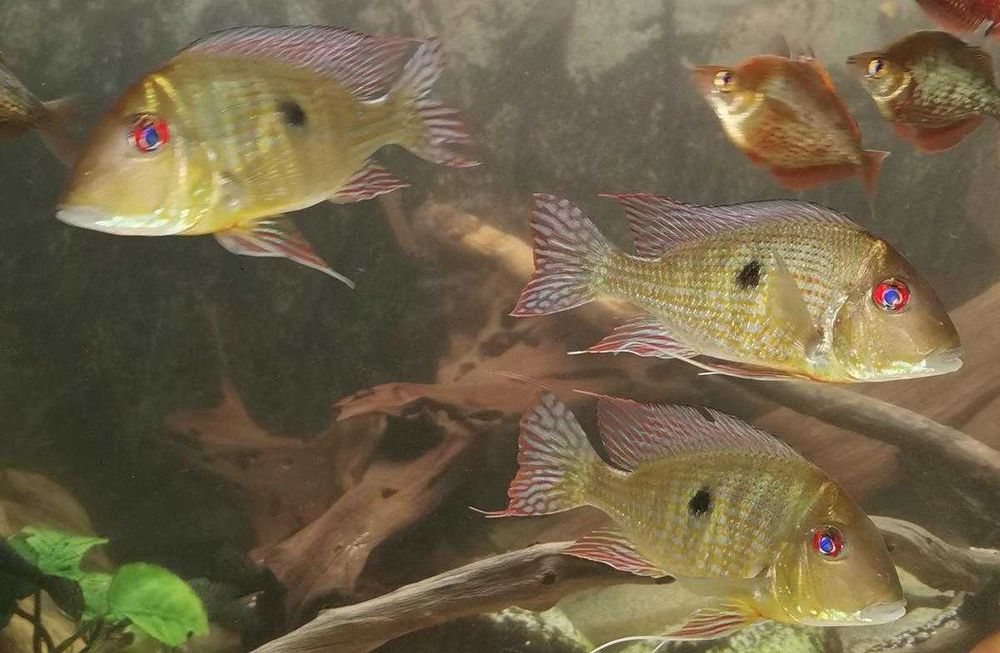 Ziemiojad Rio Caqueta - Geophagus - ODŁÓW - WF - dowóz, wysyłka