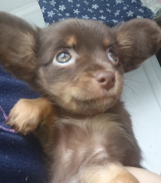 Мініатюрна Дюймовочка)