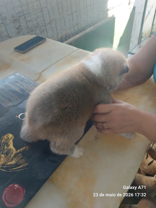 Akita inu japonês macho