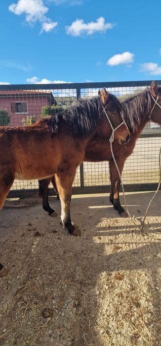 Vendo 2 poldras garranas