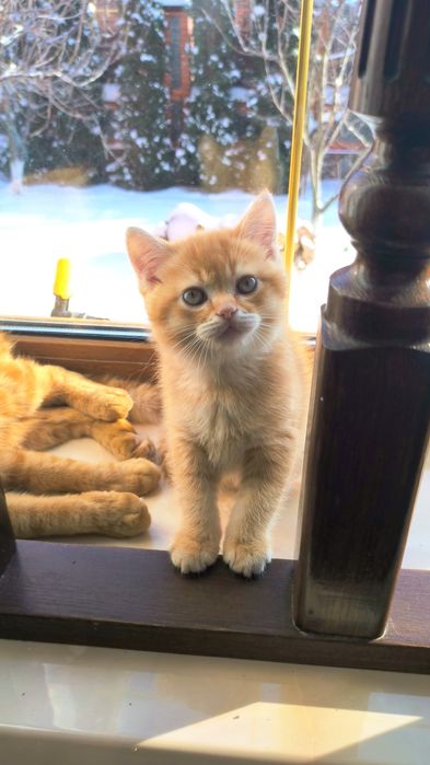 Неймовірні британські золоті шиншили