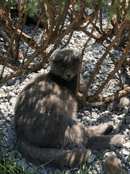 шотландські котята