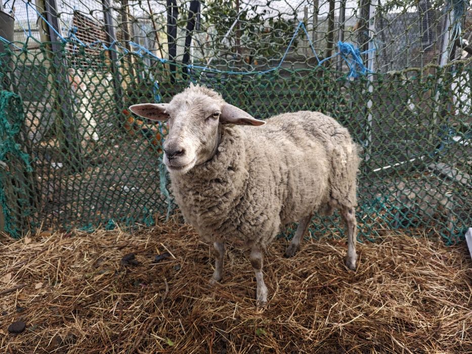 Ovelhas e cabras