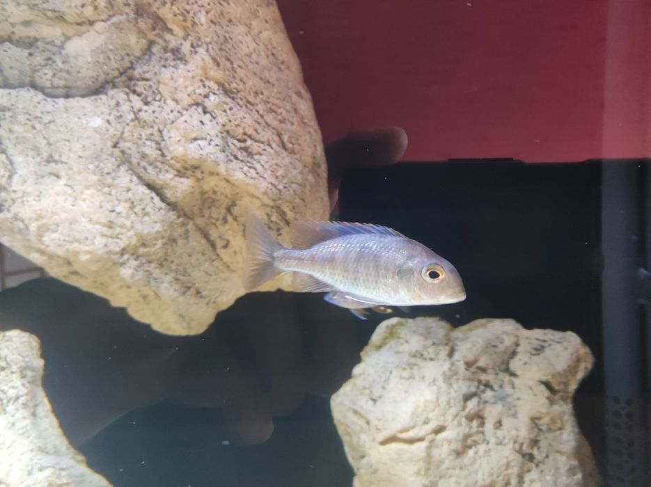 Lethrinops red cap